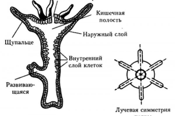 Даркнет кракен